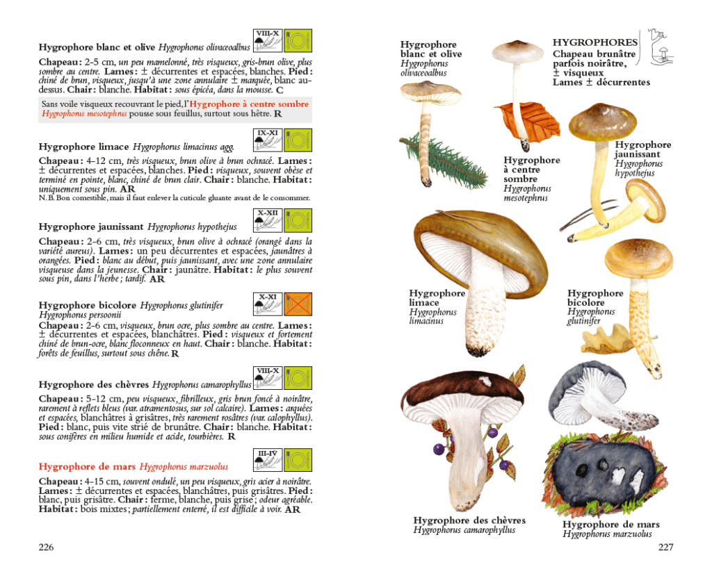 Une double-page d'exemple tirée du livre "Champignons - Guide de terrain" par Jean-Claude Gerber et Nicolas Schwab, édité par la VAPKO et Rossolis.